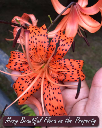 Many Beautiful Flora on the Property